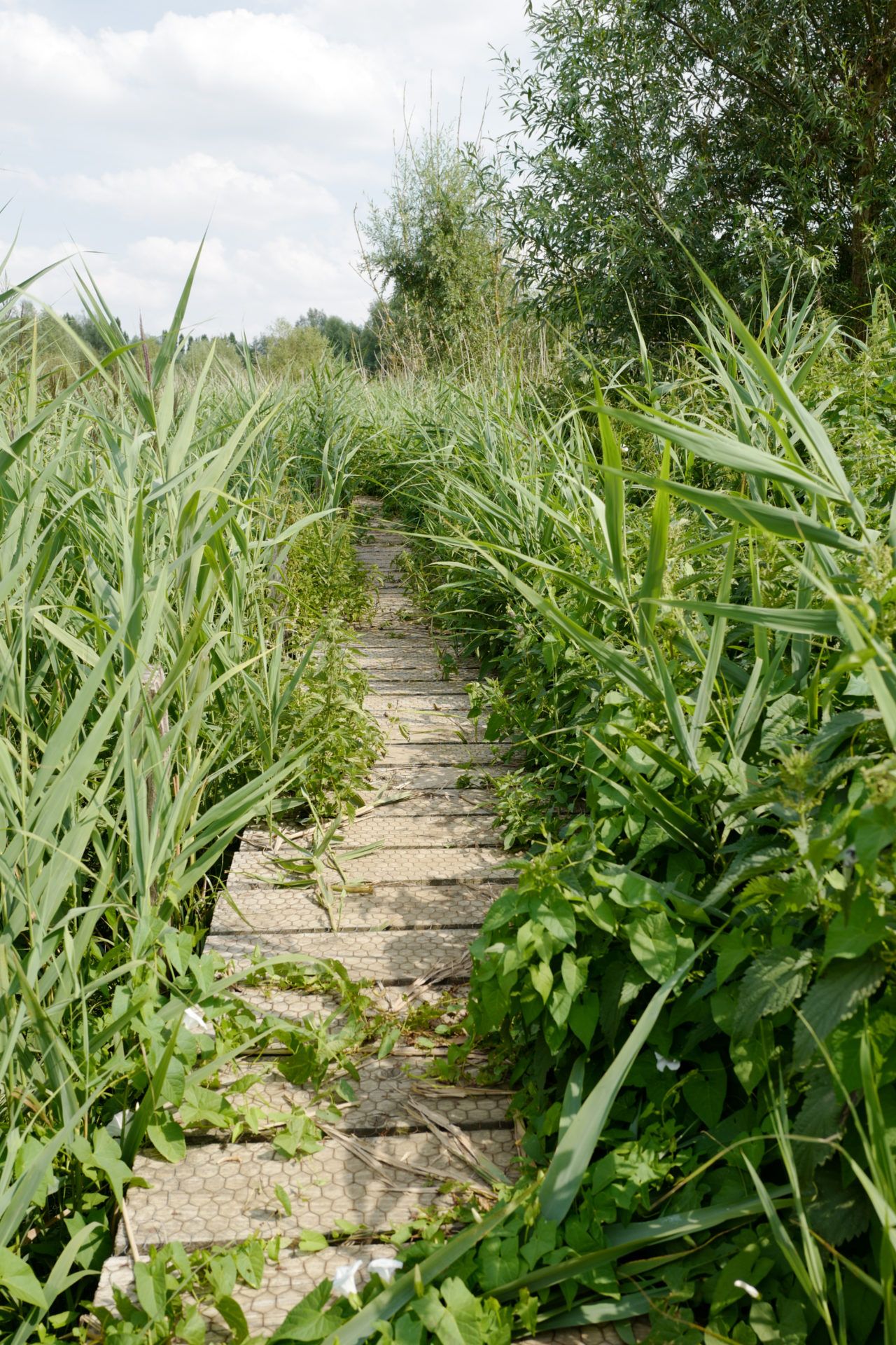 Visitt – Renaturatioun Kiemelbaach